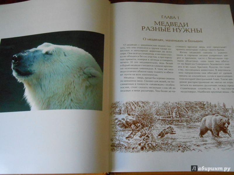 Иллюстрация 18 из 43 для Охота на медведя - Олег Малов | Лабиринт - книги. Источник: Леан