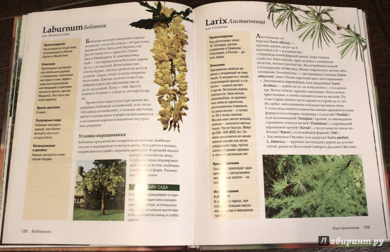 Иллюстрация 6 из 33 для Современное декоративное садоводство. Деревья и кустарники (+CD) | Лабиринт - книги. Источник: fionna_cake