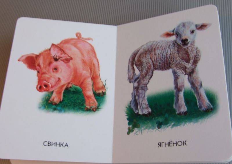 Иллюстрация 10 из 21 для 22 картинки: Домашние животные | Лабиринт - книги. Источник: Годовёнок