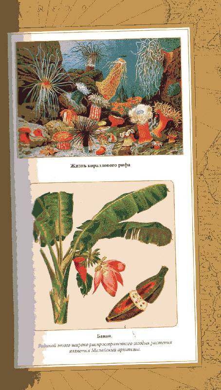 Иллюстрация 18 из 39 для Путешествие Магеллана - Антонио Пигафетта | Лабиринт - книги. Источник: Пчёлка Майя