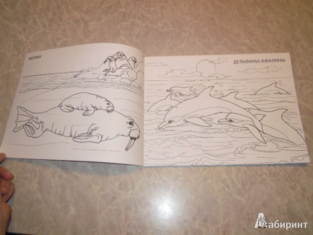 Иллюстрация 2 из 9 для Изучаем и раскрашиваем. Морские животные | Лабиринт - книги. Источник: Iwolga