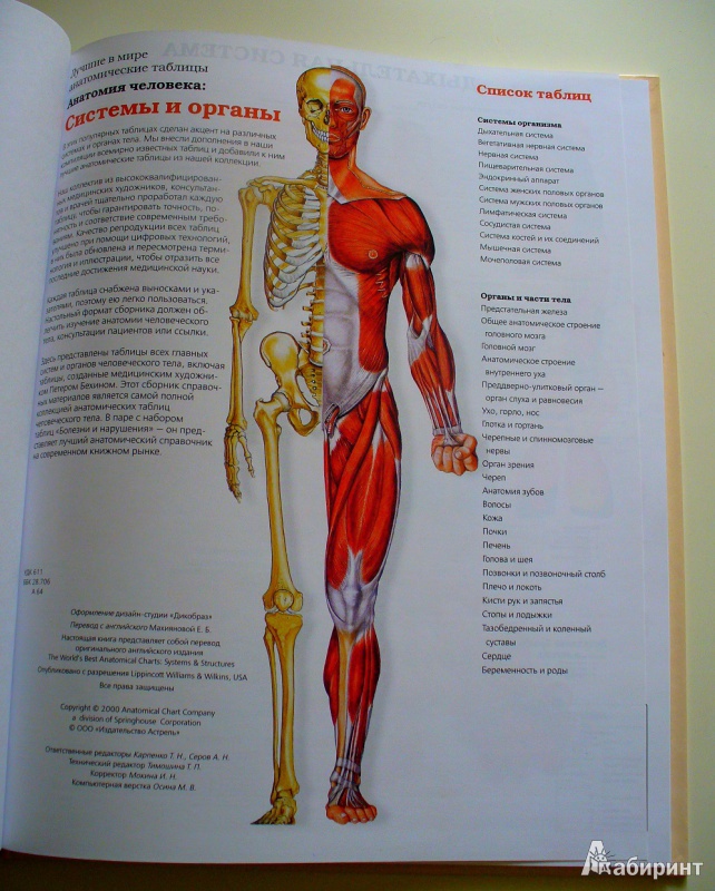 Иллюстрация 4 из 9 для Большой атлас анатомии человека | Лабиринт - книги. Источник: Соня-Лиза