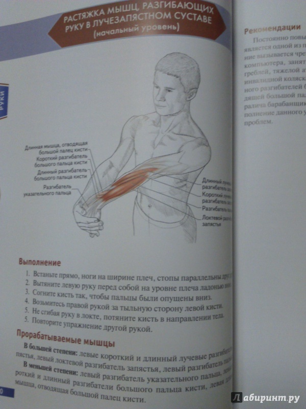 Иллюстрация 37 из 73 для Анатомия упражнений на растяжку - Нельсон, Кокконен | Лабиринт - книги. Источник: Салус