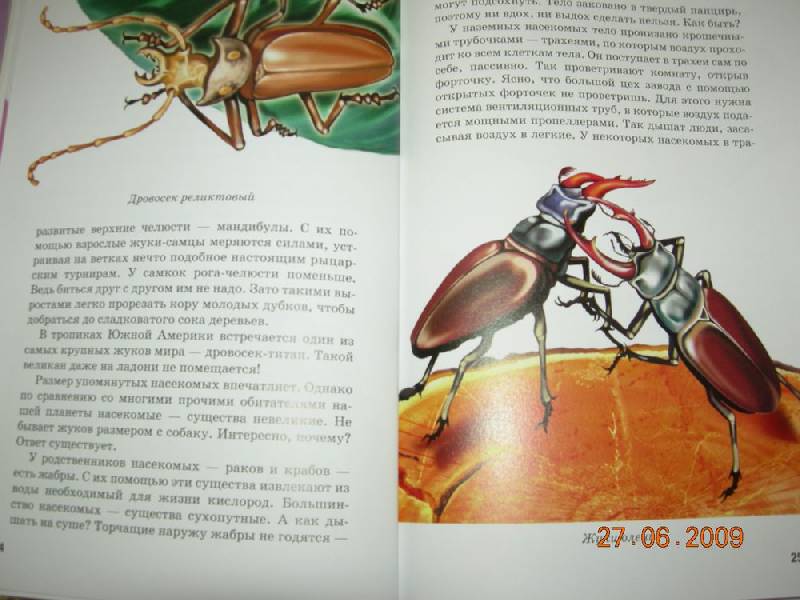 Иллюстрация 33 из 40 для Жуки и другие удивительные насекомые - Сергей Афонькин | Лабиринт - книги. Источник: Соловей