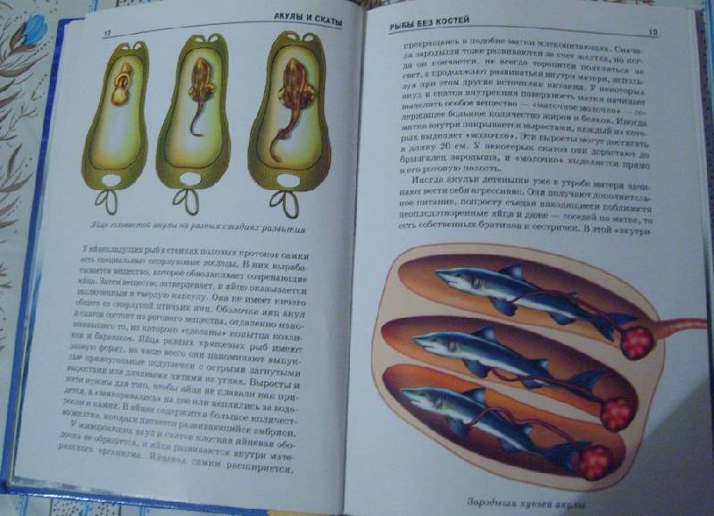 Иллюстрация 11 из 13 для Акулы и скаты - Юлия Дунаева | Лабиринт - книги. Источник: Tatka