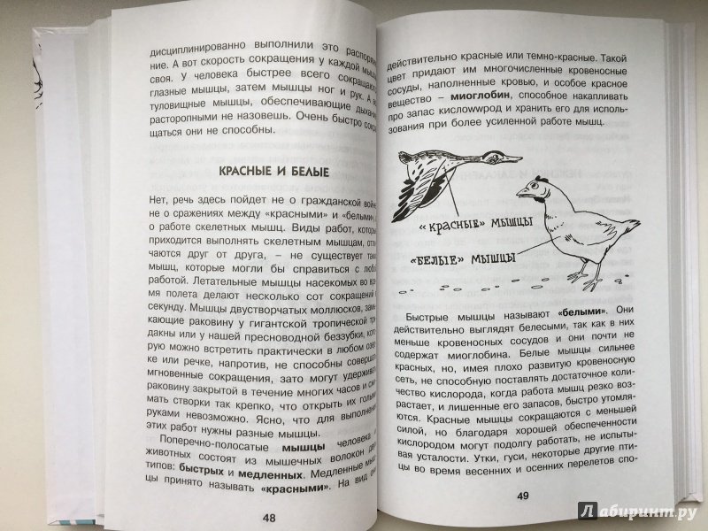 Иллюстрация 21 из 51 для Как устроен человек - Борис Сергеев | Лабиринт - книги. Источник: Лабиринт
