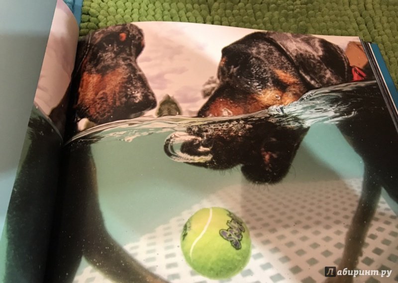 Иллюстрация 6 из 8 для Собаки под водой. Мокрые и смешные - Сет Кастил | Лабиринт - книги. Источник: Космос