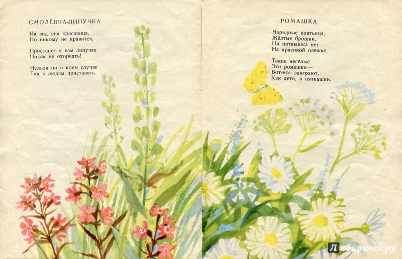 Иллюстрация 24 из 69 для Наши цветы - Екатерина Серова | Лабиринт - книги. Источник: pippilotta