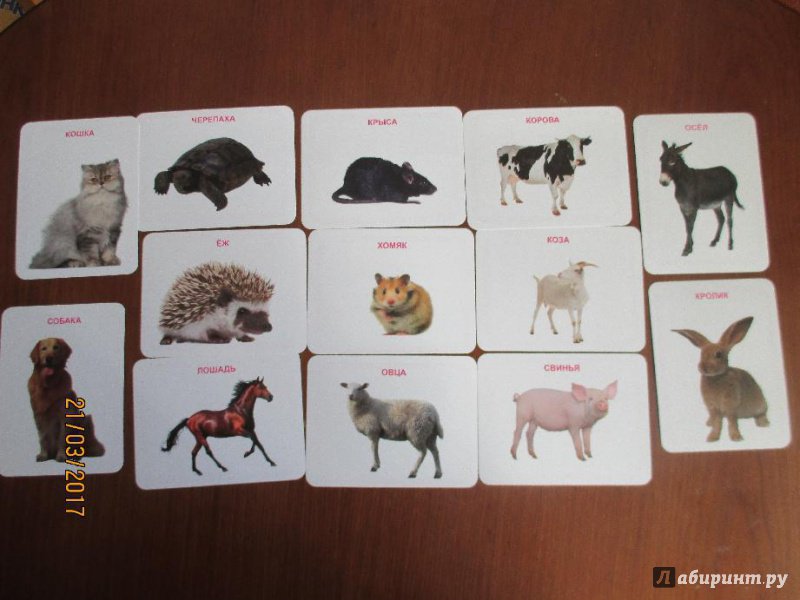 Иллюстрация 2 из 5 для Животные (32 карточки) | Лабиринт - книги. Источник: Марина Епифанцева