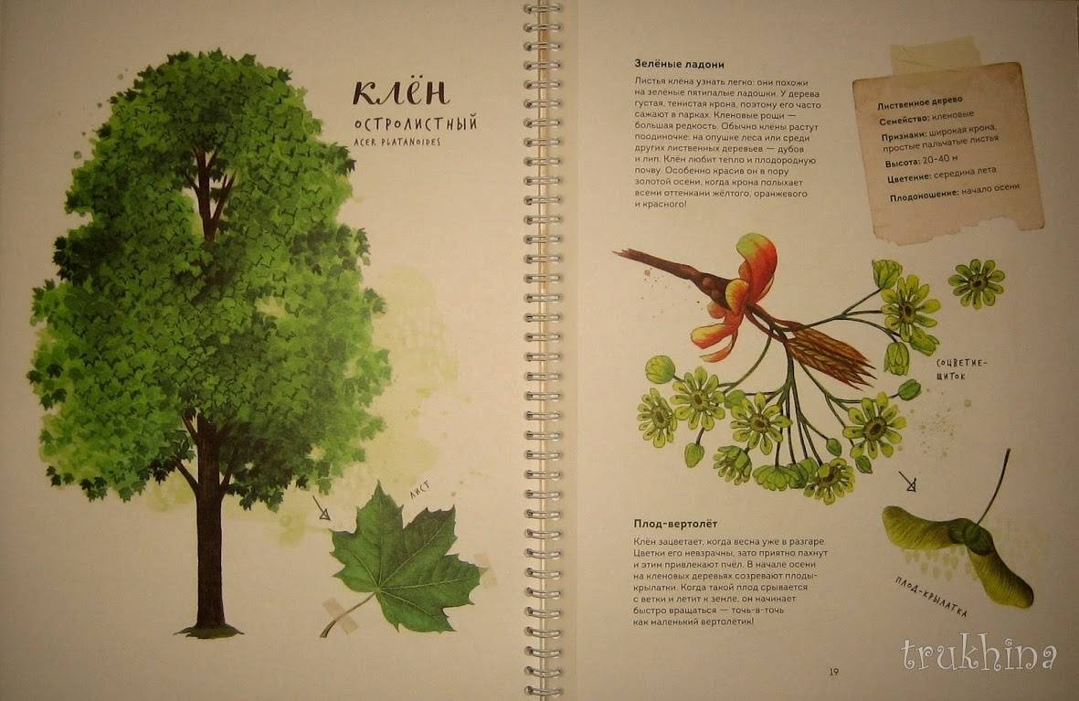 Иллюстрация 91 из 126 для Мой гербарий. Листья деревьев - Анна Васильева | Лабиринт - книги. Источник: Трухина Ирина