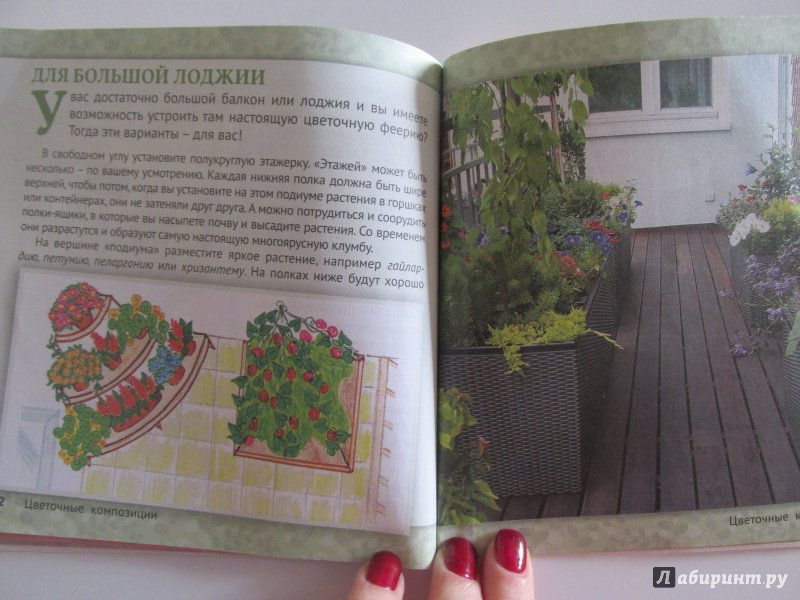 Иллюстрация 12 из 14 для Цветы для оформления балкона, лоджии, веранды | Лабиринт - книги. Источник: Novichok