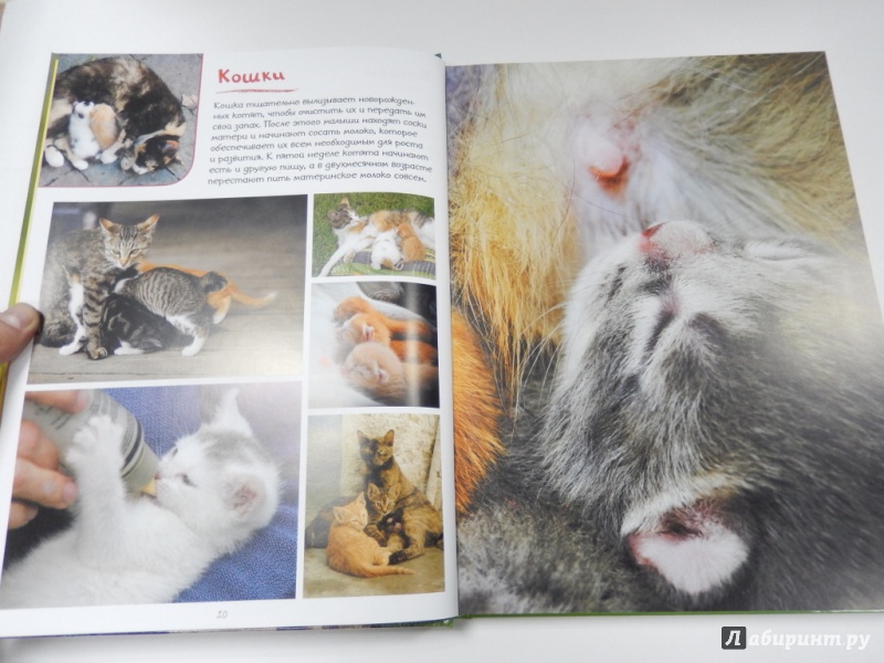 Иллюстрация 3 из 9 для Моя большая книга о детенышах животных. 1000 фотографий | Лабиринт - книги. Источник: dbyyb