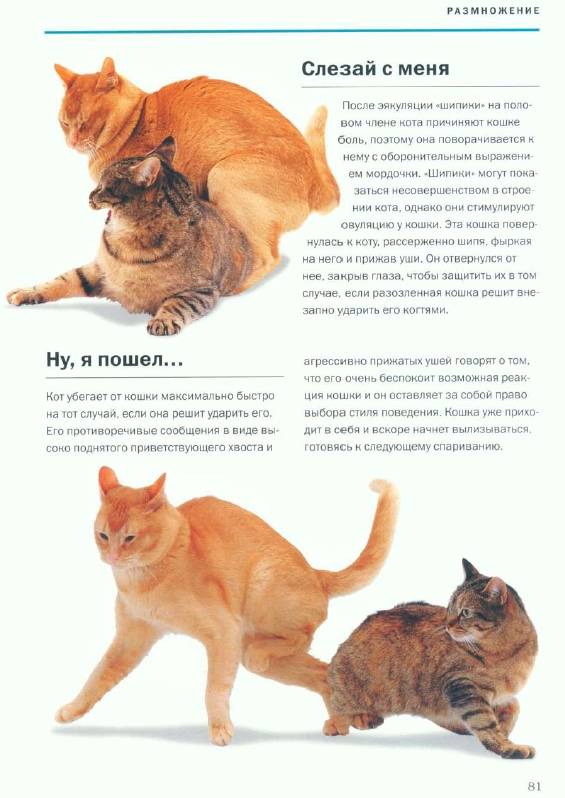 Иллюстрация 14 из 16 для О чем думает ваша кошка - Гвен Бэйли | Лабиринт -  книги. Источник:
