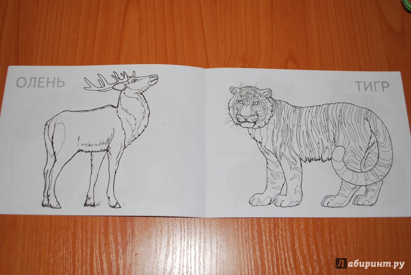 Иллюстрация 19 из 22 для Дикие животные | Лабиринт - книги. Источник: Нади