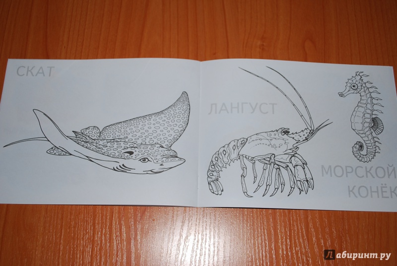 Иллюстрация 8 из 16 для Морские животные | Лабиринт - книги. Источник: Нади