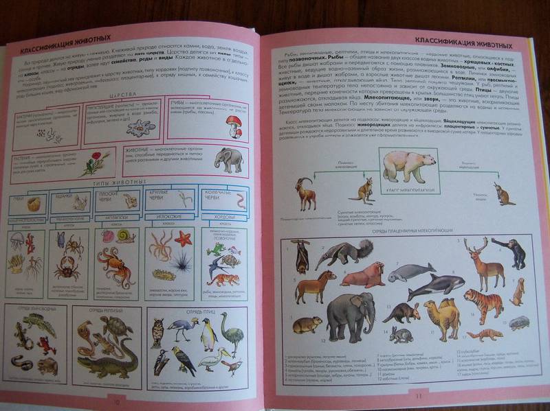 Иллюстрация 11 из 31 для Атлас животных | Лабиринт - книги. Источник: Photine