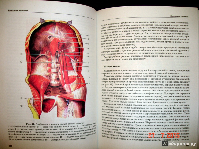 Иллюстрация 8 из 11 для Анатомия человека - Сапин, Швецов | Лабиринт - книги. Источник: Kassavetes