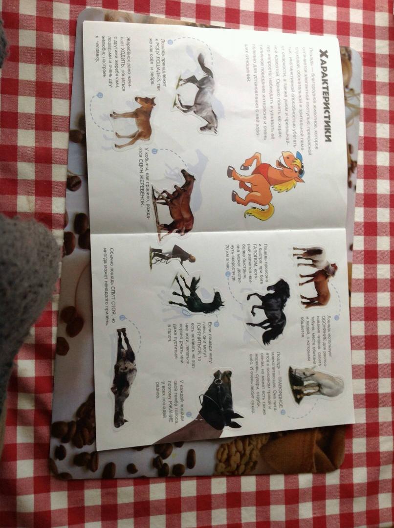 Иллюстрация 12 из 23 для Мои друзья - лошади | Лабиринт - книги. Источник: Лабиринт