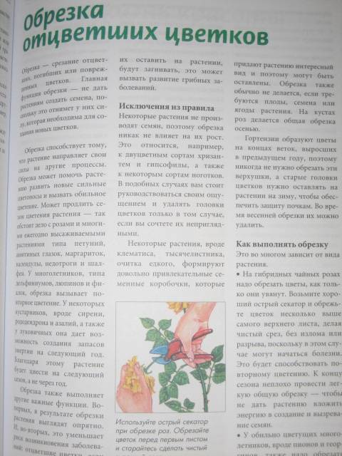 Иллюстрация 8 из 9 для Все о комнатных растениях. Луковичные растения | Лабиринт - книги. Источник: МЕГ