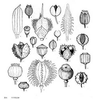 Иллюстрация 52 из 52 для 4000 мотивов: цветы и растения - Грэхем Маккэлэм | Лабиринт - книги. Источник: TatyanaN