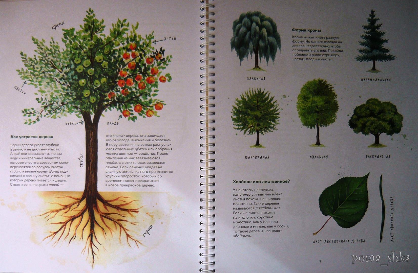 Иллюстрация 71 из 126 для Мой гербарий. Листья деревьев - Анна Васильева | Лабиринт - книги. Источник: Ромашка:-)