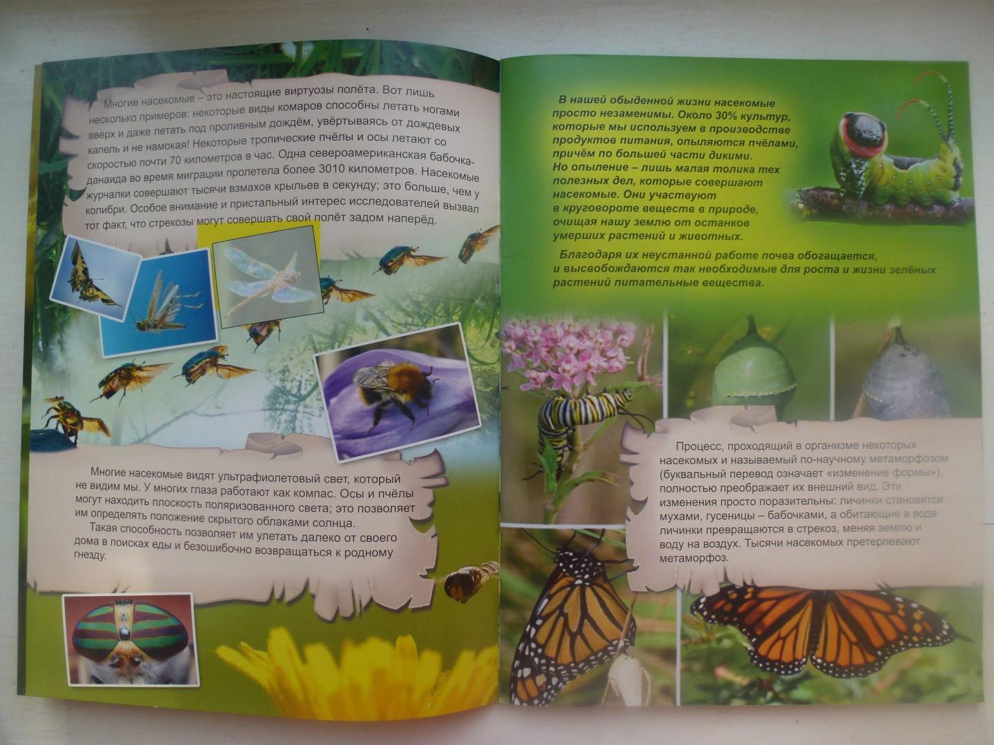 Иллюстрация 36 из 45 для Удивительный мир насекомых | Лабиринт - книги. Источник: Knigolub_IA