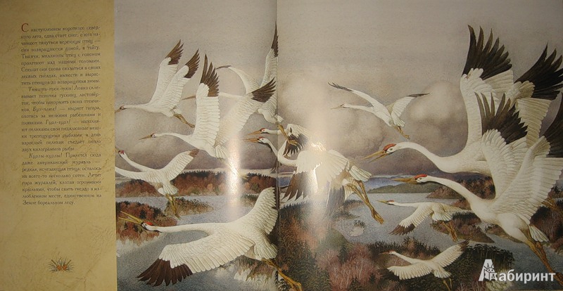 Иллюстрация 31 из 70 для Жизнь в тайге - Бренда Гиберсон | Лабиринт - книги. Источник: Трухина Ирина