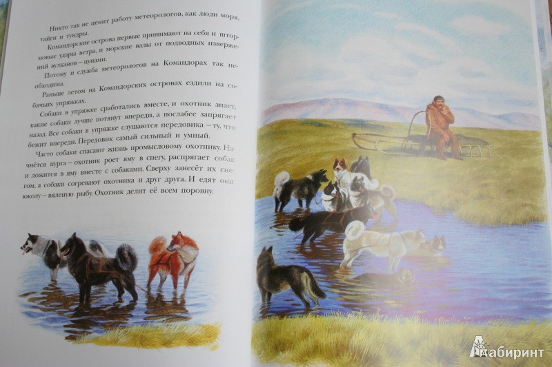 Иллюстрация 50 из 58 для Рассказы о природе, о птицах зверях и разных краях - Геннадий Снегирев | Лабиринт - книги. Источник: kolobus
