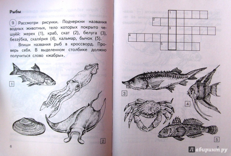 Тест рыбы 2 класс. Рыбы задания окружающий мир. Кроссворд про рыб. Рыбы 1 класс окружающий мир задания. Кроссворд рыбы для детей.