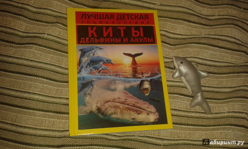 Иллюстрация 21 из 32 для Киты, дельфины и акулы - Дмитрий Кошевар | Лабиринт - книги. Источник: Соколенко  Света