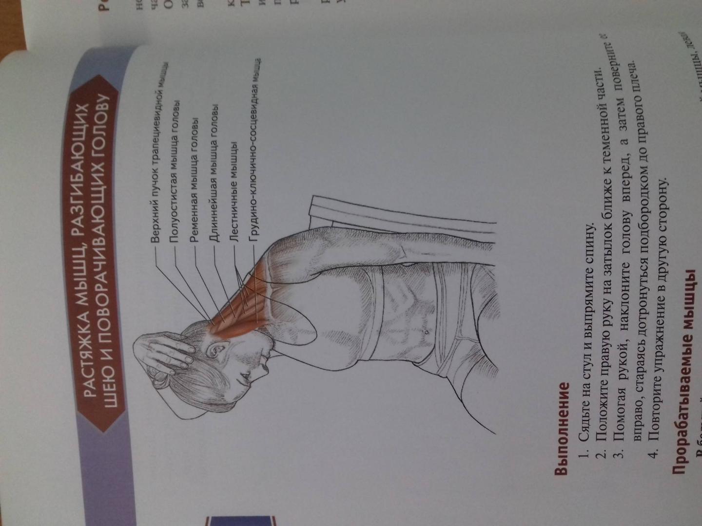 Иллюстрация 72 из 73 для Анатомия упражнений на растяжку - Нельсон, Кокконен | Лабиринт - книги. Источник: Степанов  Борис