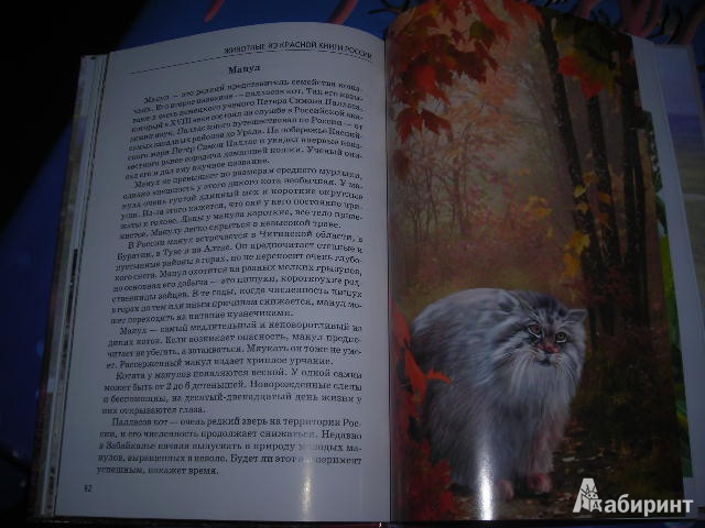 Иллюстрация 25 из 32 для Животные из Красной книги России - Юлия Дунаева | Лабиринт - книги. Источник: Незабудка