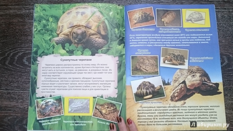 Иллюстрация 12 из 40 для Амфибии и рептилии | Лабиринт - книги. Источник: kamenniy_tsvetok