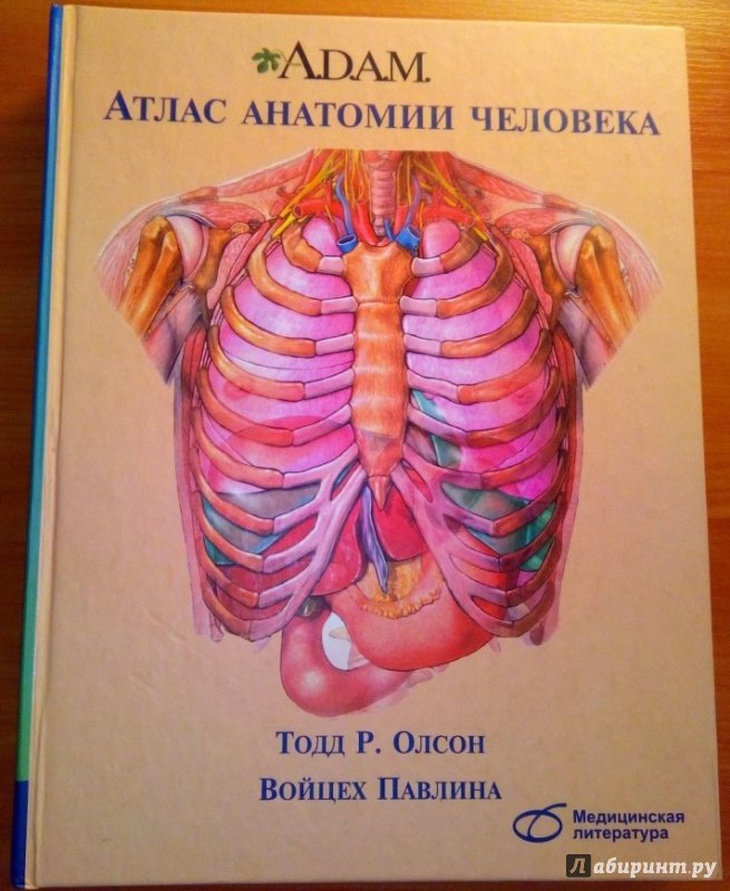 Иллюстрация 18 из 22 для A.D.A.M. Атлас анатомии человека - Олсон, Павлина | Лабиринт - книги. Источник: Космос