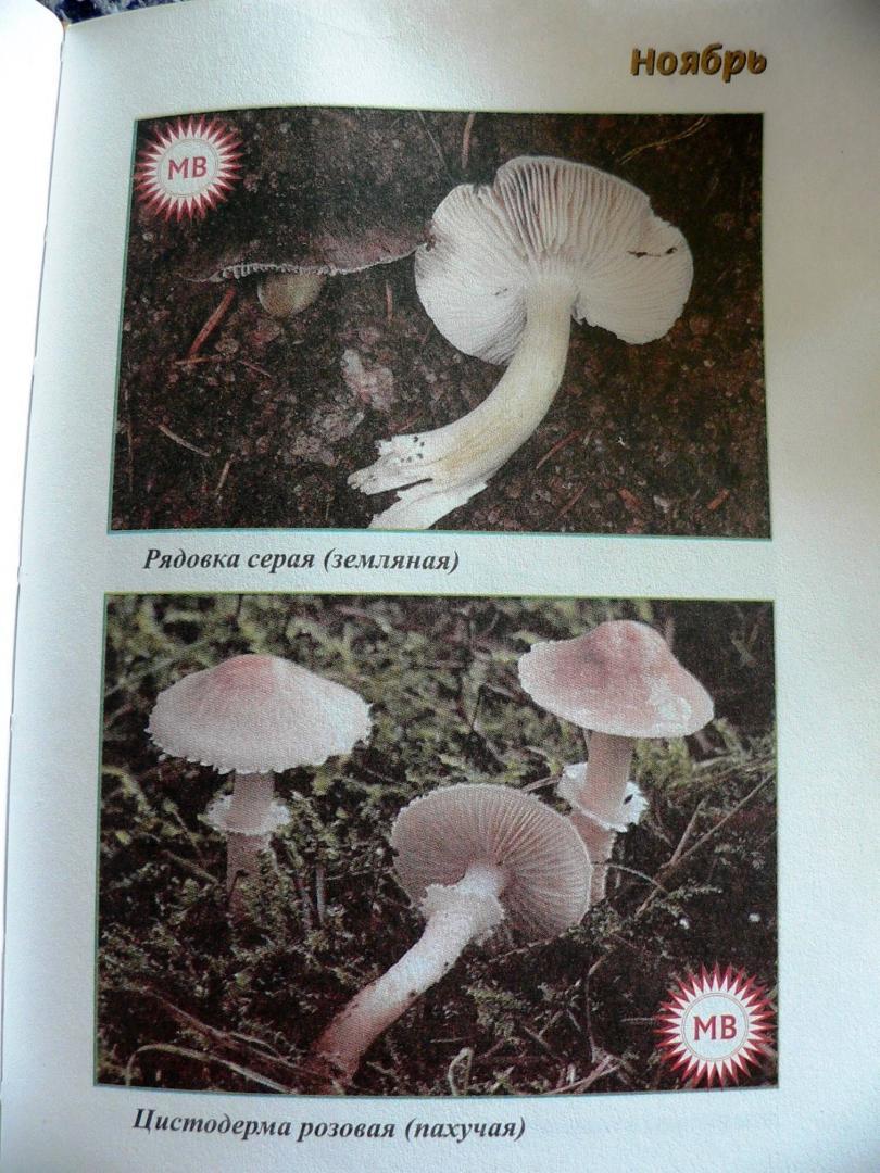 Иллюстрация 15 из 32 для За грибами с ноября по май - Михаил Вишневский | Лабиринт - книги. Источник: Mурaшкa