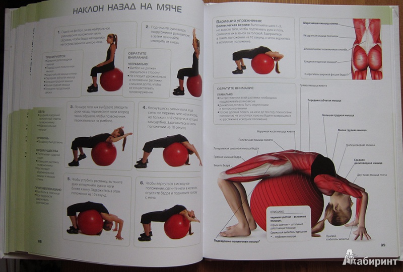 Иллюстрация 9 из 19 для Анатомия упражнений для женщин - Лиза Пурселл | Лабиринт - книги. Источник: Angostura