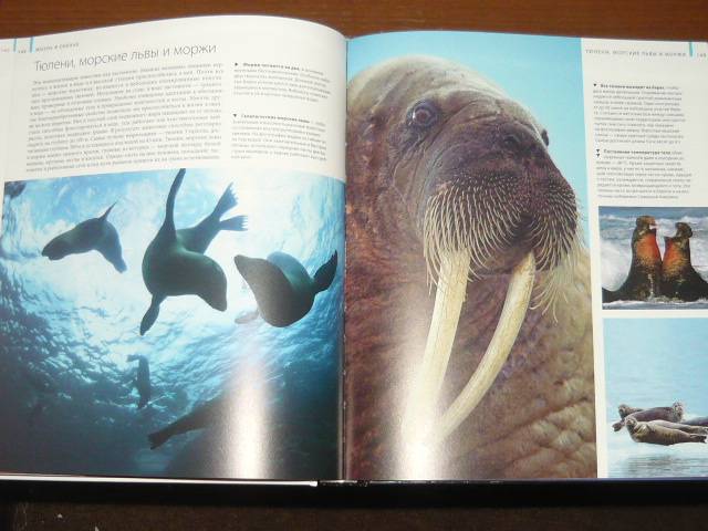 Иллюстрация 27 из 65 для Океаны - Хатчинсон, Хоукинс | Лабиринт - книги. Источник: Ромашка:-)