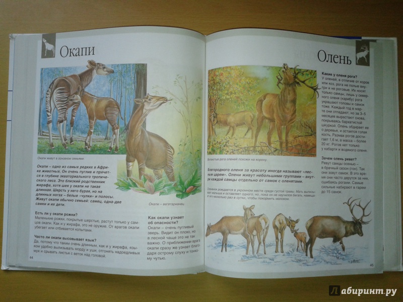 Иллюстрация 46 из 50 для Животные - Букобза, Мулинье | Лабиринт - книги. Источник: Пастухова  Инна