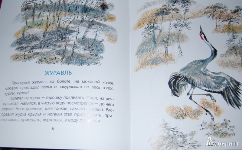 Иллюстрация 4 из 25 для В лесу - Евгений Чарушин | Лабиринт - книги. Источник: Шевкопляс  Евгения Леонидовна