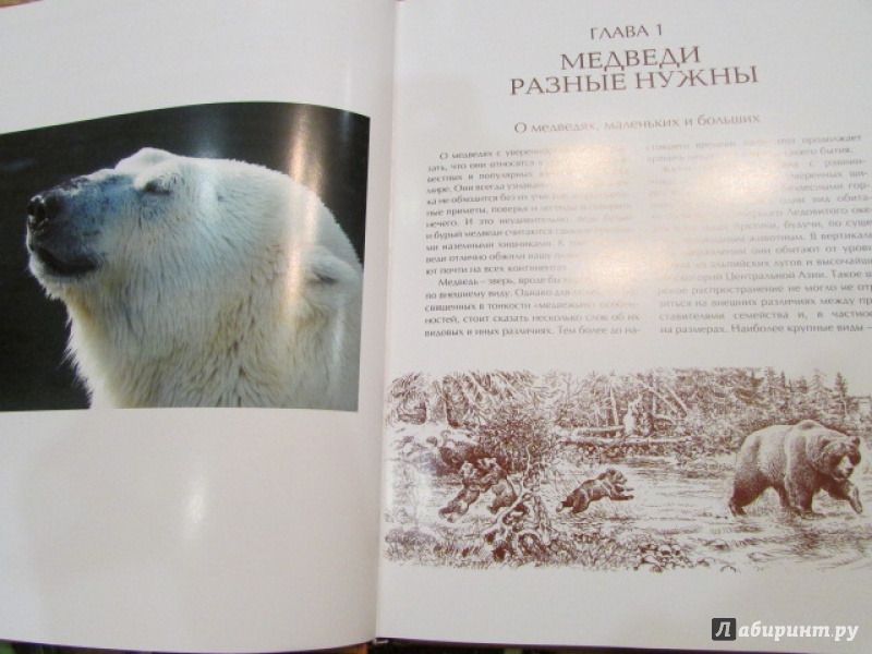 Иллюстрация 35 из 43 для Охота на медведя - Олег Малов | Лабиринт - книги. Источник: Елена Клинова