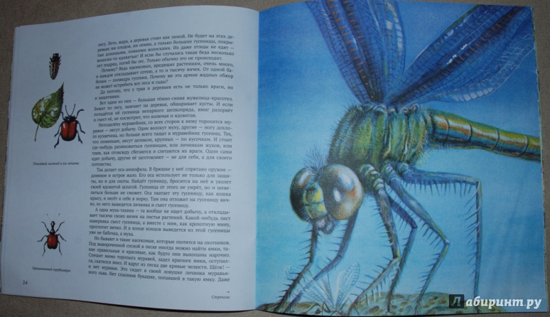 Иллюстрация 18 из 18 для Энтомология в картинках - Виталий Танасийчук | Лабиринт - книги. Источник: Книжный кот