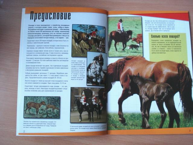 Иллюстрация 1 из 2 для Познакомься с миром: Лошади и пони | Лабиринт - книги. Источник: soika