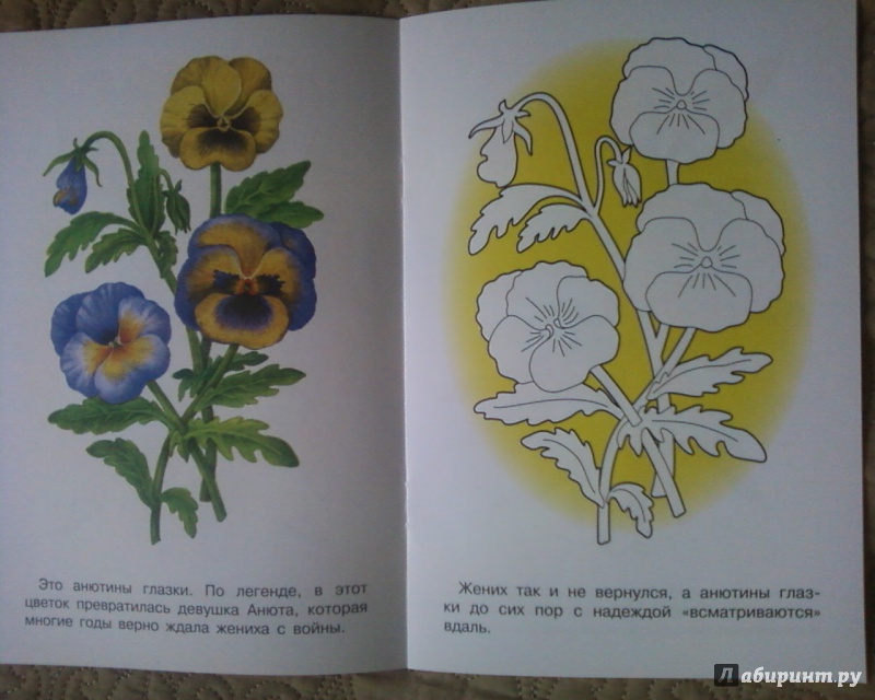 Иллюстрация 19 из 33 для Раскраска "Садовые цветы" | Лабиринт - книги. Источник: Родионова  Надежда