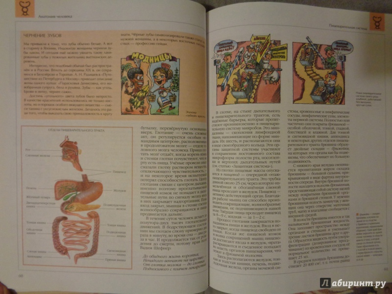 Иллюстрация 5 из 13 для Анатомия человека | Лабиринт - книги. Источник: Сокол-Ан