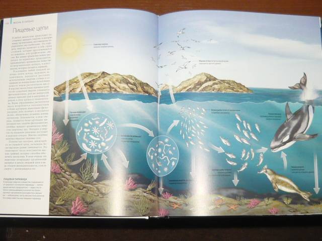 Иллюстрация 25 из 65 для Океаны - Хатчинсон, Хоукинс | Лабиринт - книги. Источник: Ромашка:-)