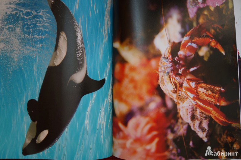 Иллюстрация 15 из 30 для Мир моря - Эмма Сэл | Лабиринт - книги. Источник: Анна-радуга