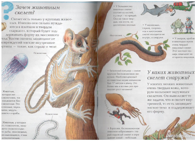 Иллюстрация 6 из 17 для Мир животных | Лабиринт - книги. Источник: gabi