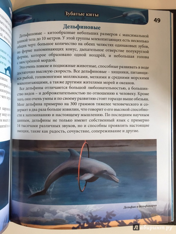 Иллюстрация 29 из 35 для Киты и дельфины - Михаил Савостин | Лабиринт - книги. Источник: katarius