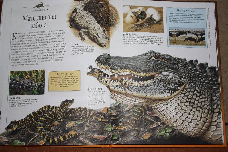 Иллюстрация 17 из 45 для Динозавры и рептилии | Лабиринт - книги. Источник: Шелковица