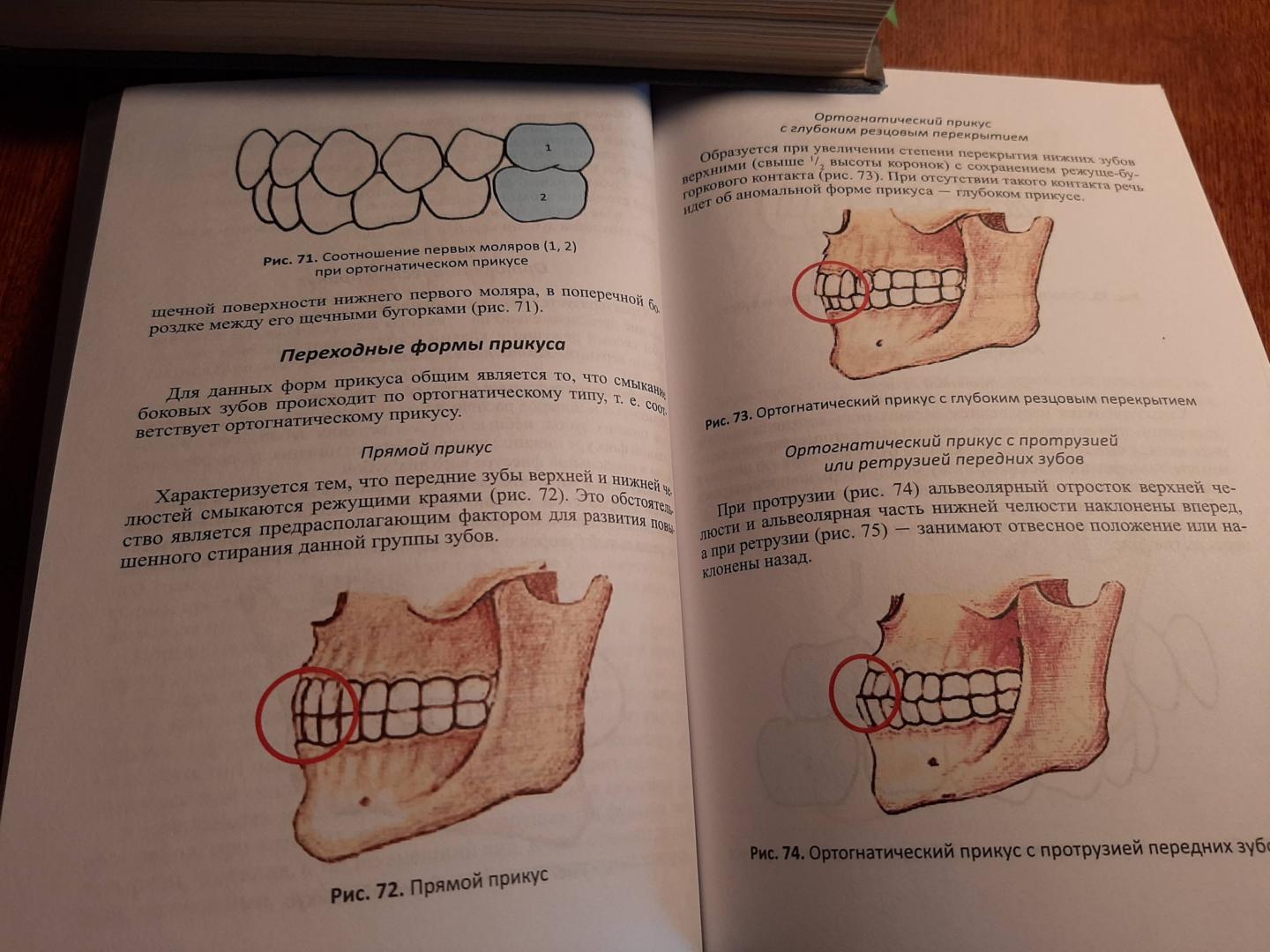 Иллюстрация 13 из 17 для Функционально-клиническая анатомия зубочелюстной системы. Учебное пособие для медицинских вузов - Гайворонский, Гайворонская | Лабиринт - книги. Источник: Лабиринт